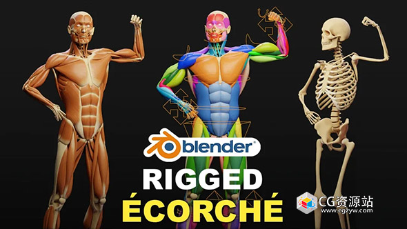 muscle anatomy ecorche rigged