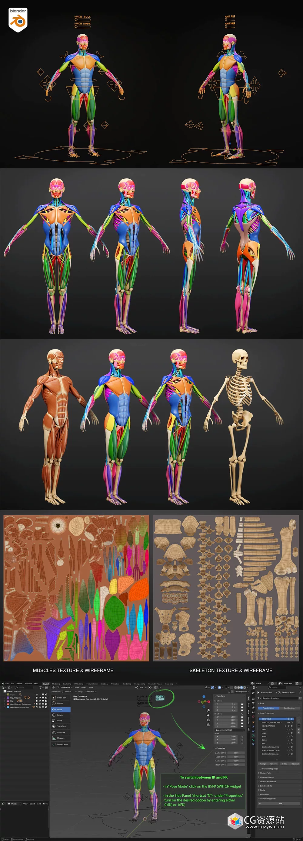 muscle anatomy ecorche rigged