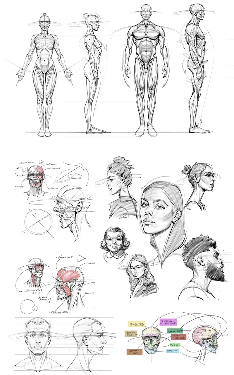 The Anatomy Survival Guide-1.jpg